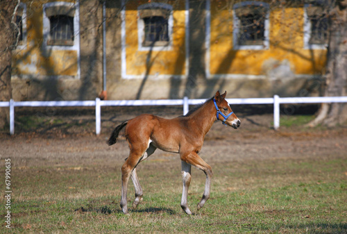 Wonderful young purebred foal galloping alone in pasture