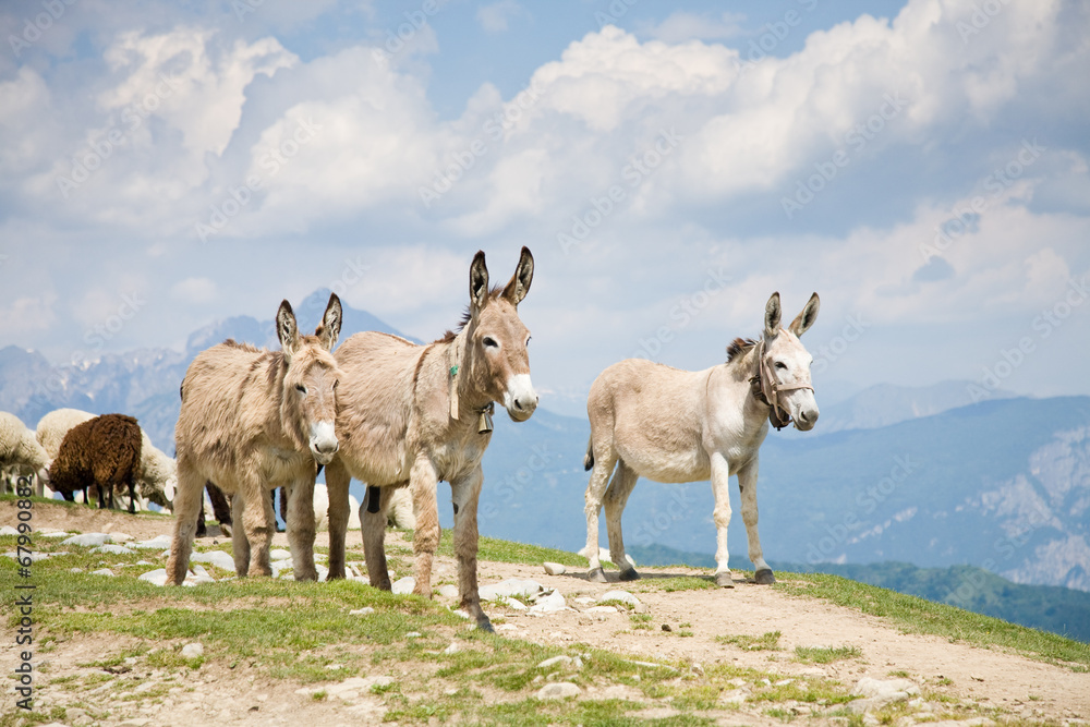 Obraz premium Donkeys in mountain