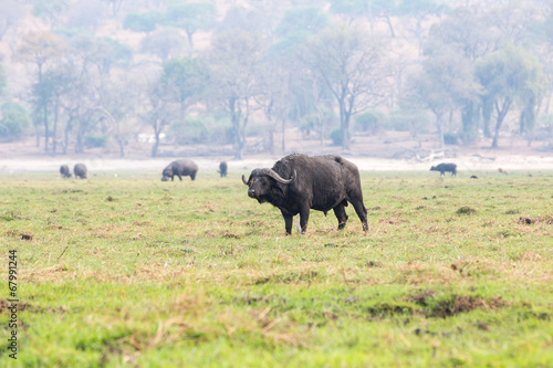 Buffalo on an island in the Chobe River