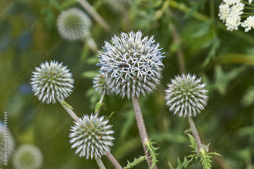 Gray flowers Echinops sphaerocephalus . Gray flowers Echinops sphaerocephalus .