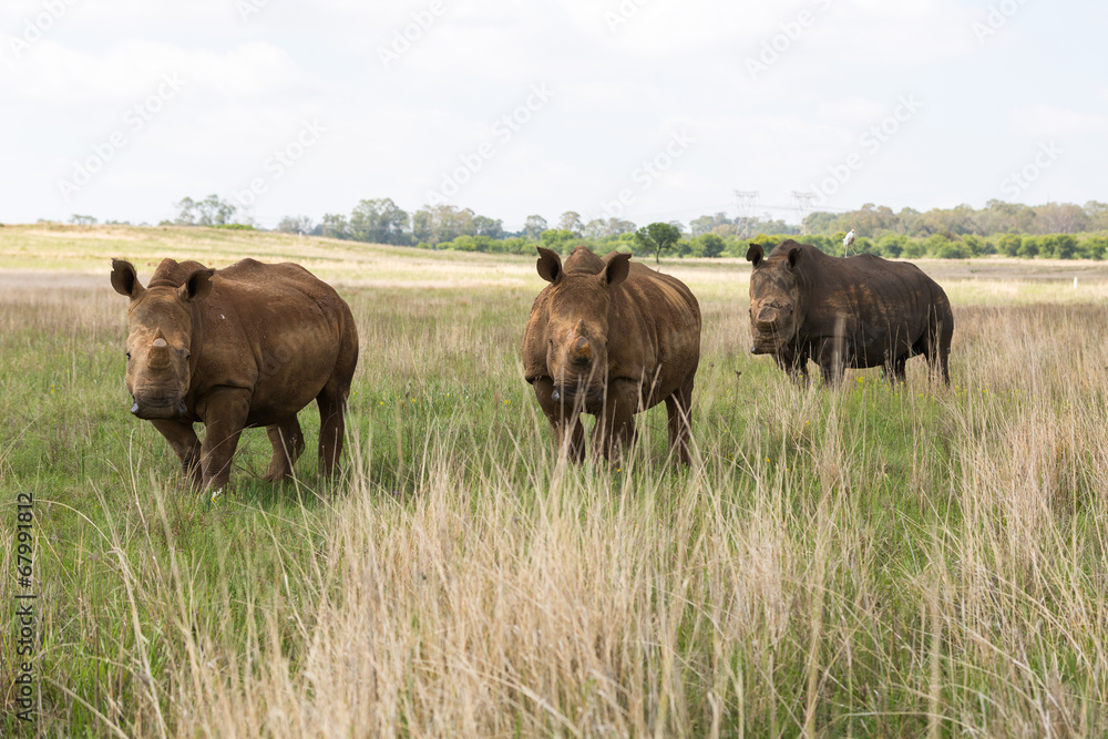 Three white rhino's Three white rhino's