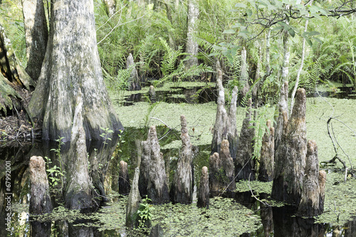 Cypress Tree Stump (knee) Close-up photo