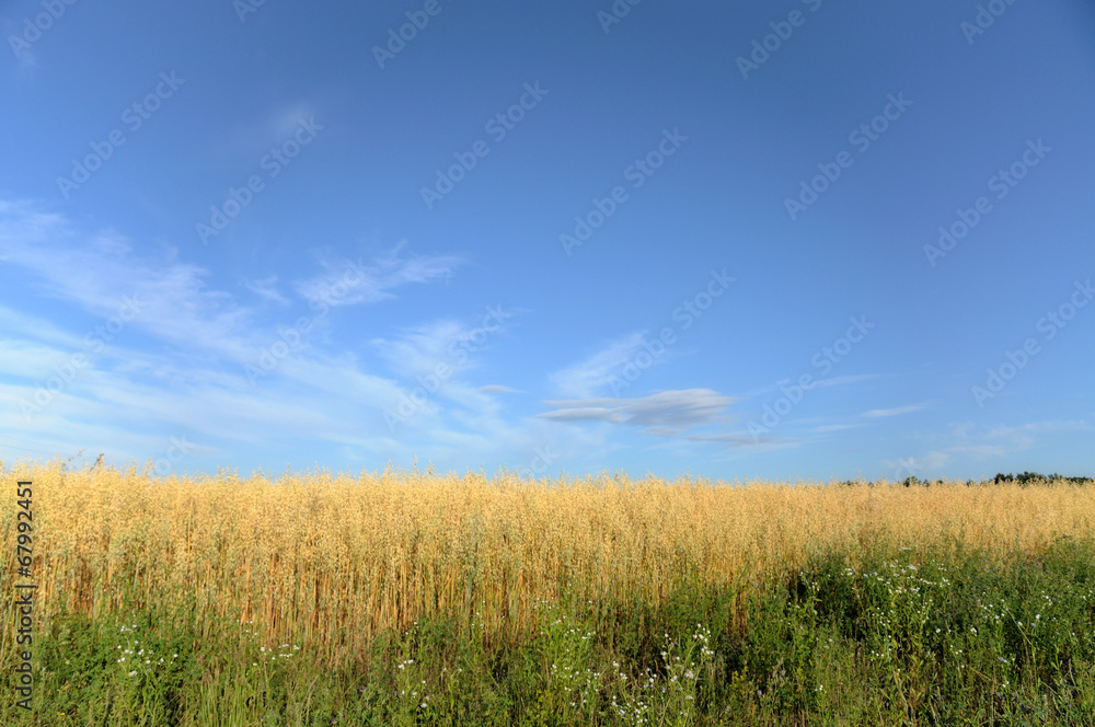 Field of wheat on a background of sky.