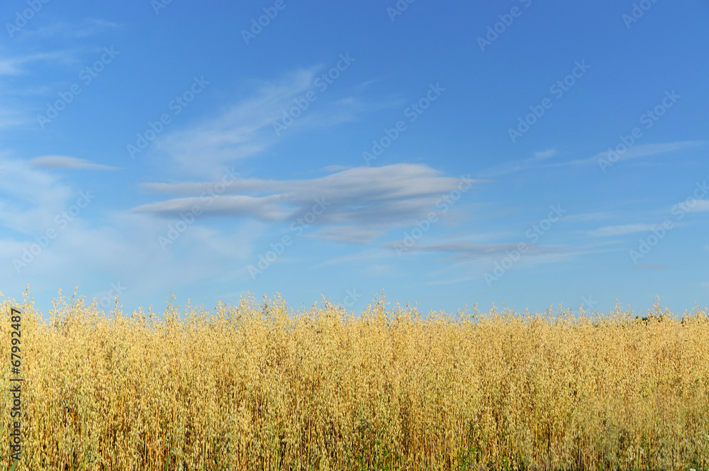 Field of wheat on a background of sky.