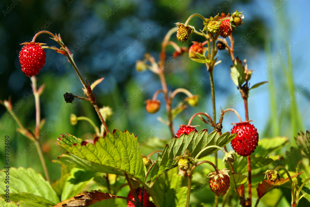 Obraz premium Wild strawberry
