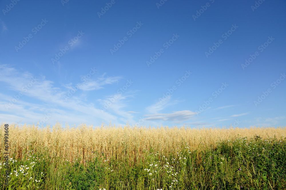 Field of wheat on a background of sky.