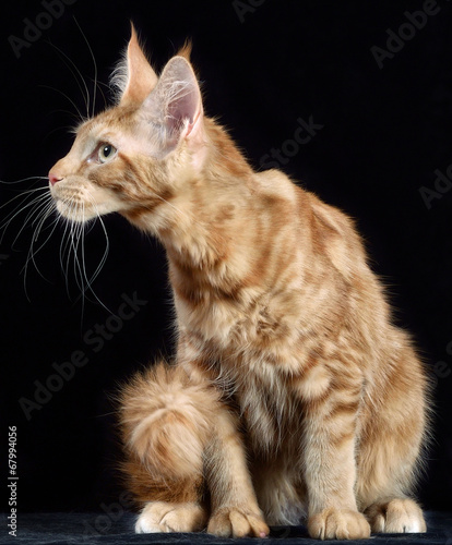Cuadro en lienzo Cat. Breed - the Maine Coon