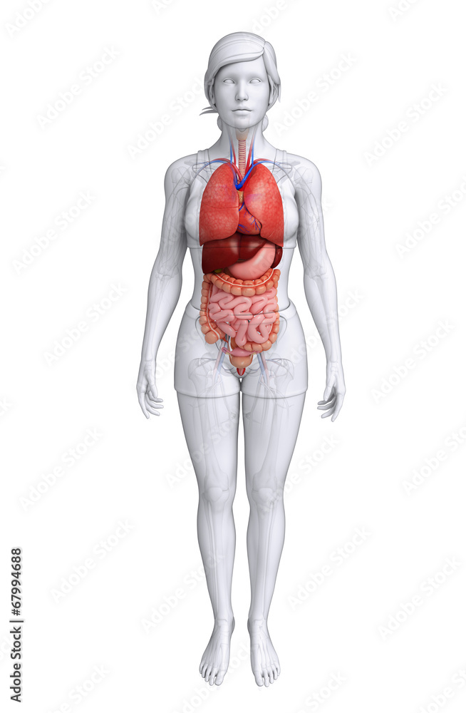 Female digestive system artwork