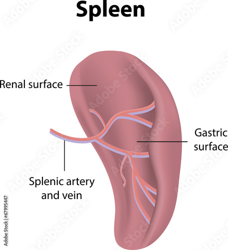 Spleen Labeled Diagram