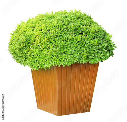 Fototapet Garden pot with lush bushes isolated on white