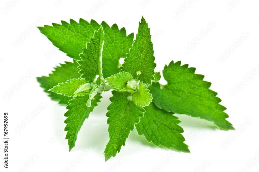 green melissa green melissa
