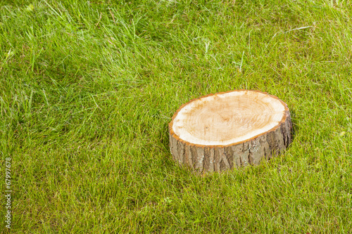 tree stump on the grass