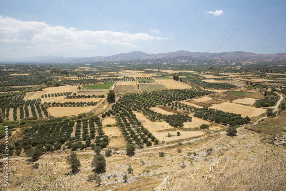 olive valley on Crete