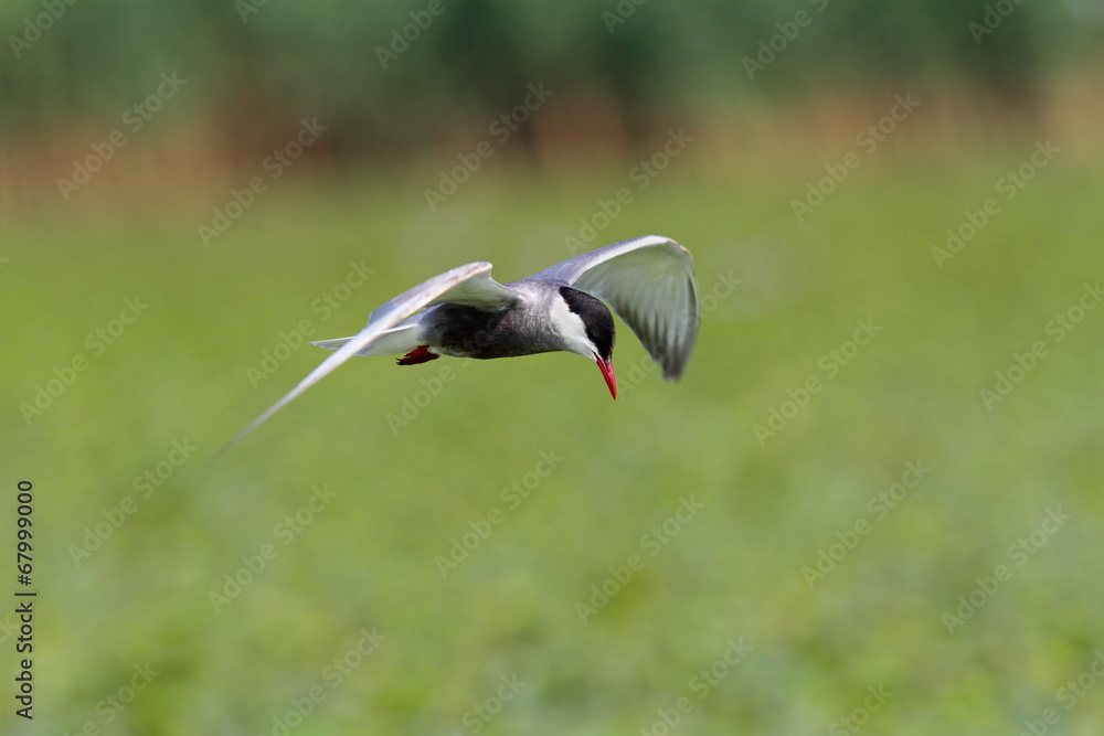 Obraz premium whiskered tern in flight