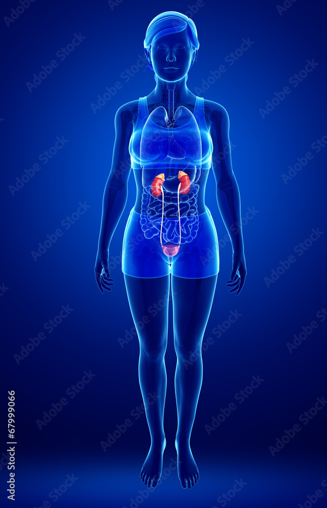 Female urinary system Female urinary system