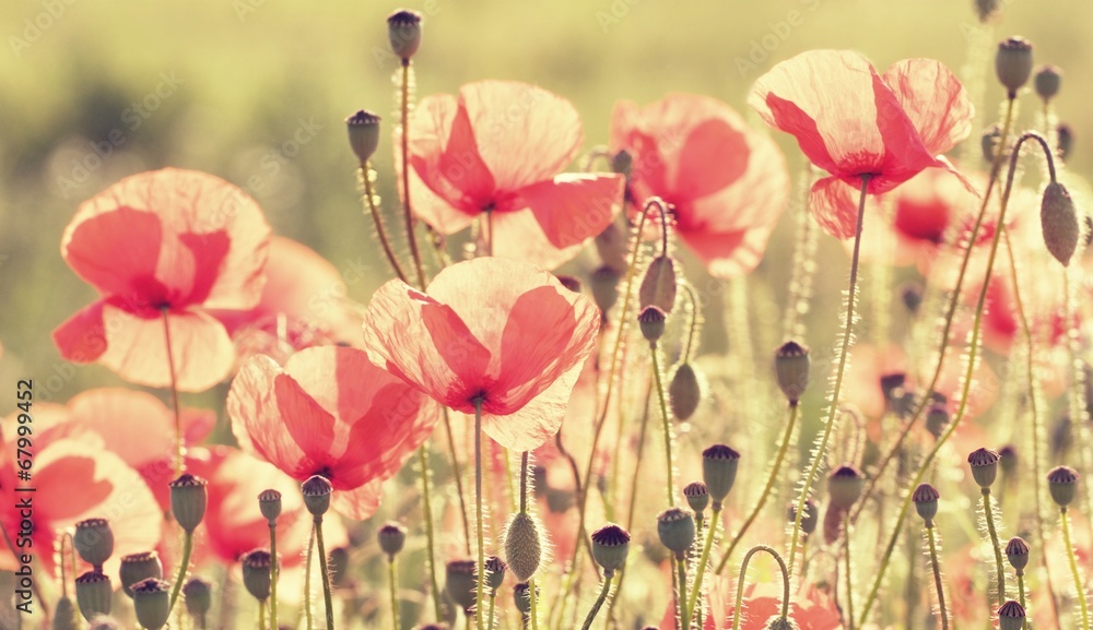 Fototapeta premium poppy flowers