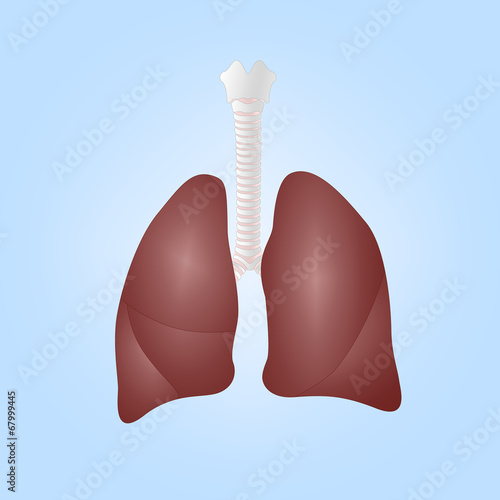 Realistic illustration of human lungs