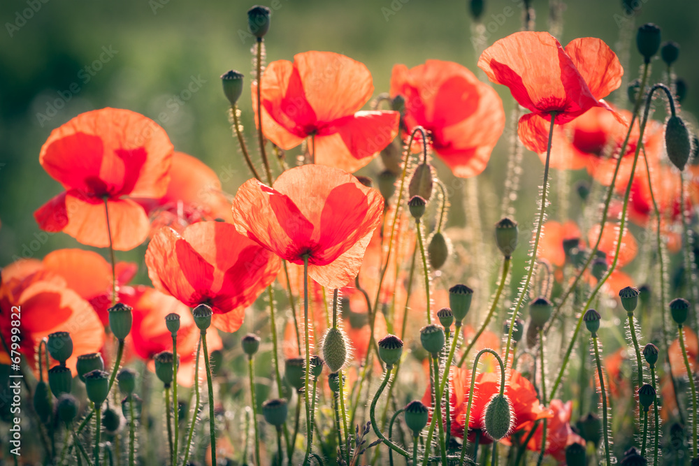 Obraz premium red poppy