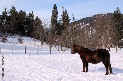 Horse Sleeping