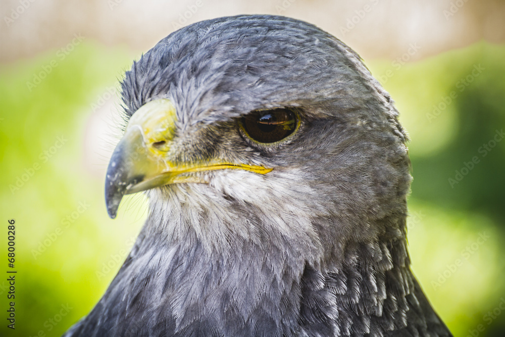 Naklejka premium Spanish falcon in a medieval fair raptors