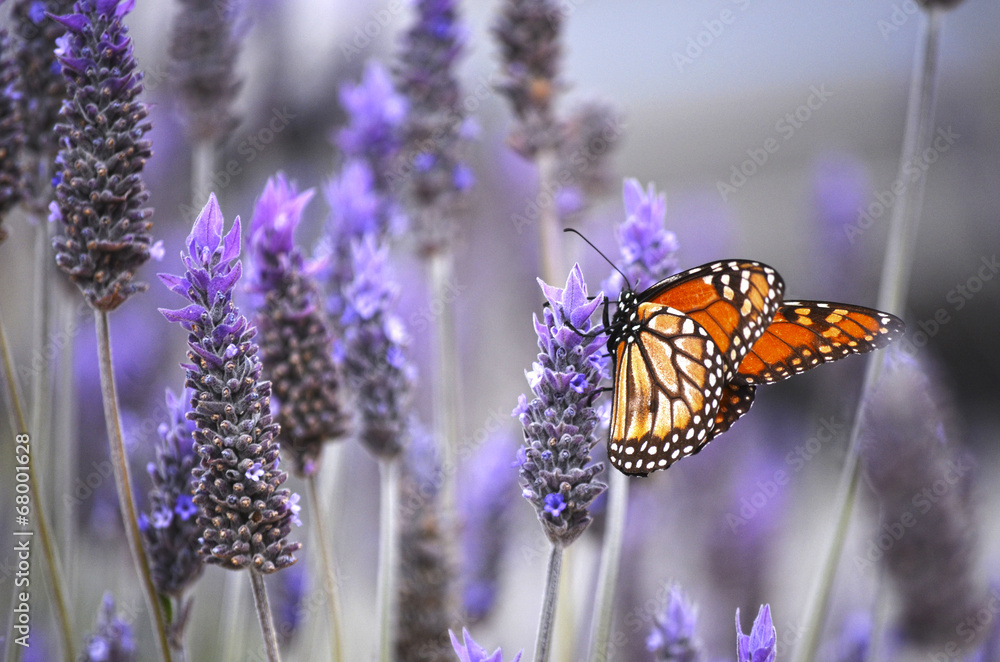 Naklejka premium Butterfly with lavenders