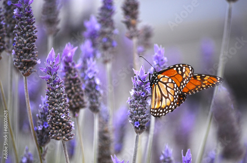 Butterfly with lavenders