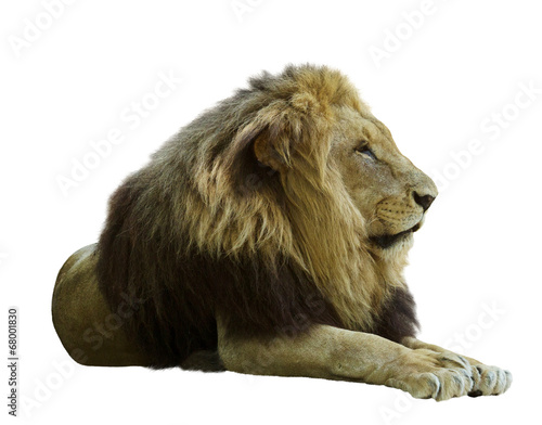 Fototapeta Naklejka Na Ścianę i Meble -  Adult lion. Isolated  on white