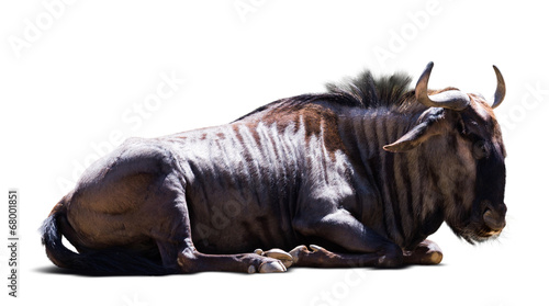 Obraz w ramie Sitting blue wildebeest