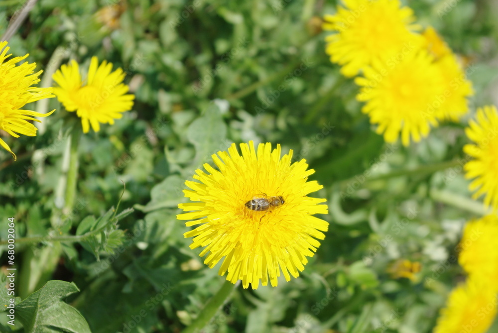 Fleur jaune Fleur jaune