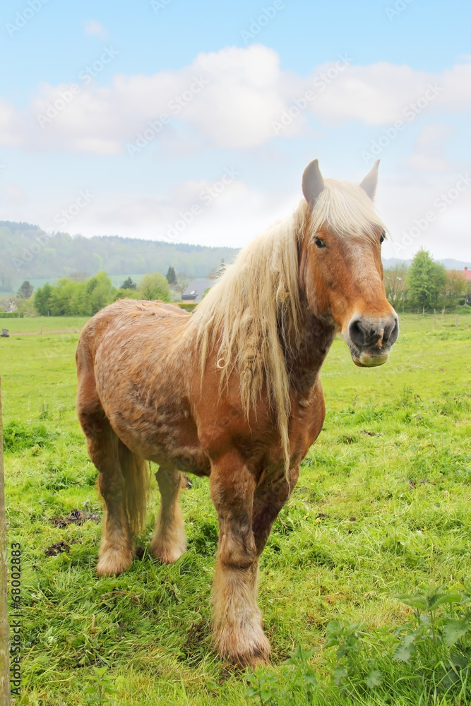 Percheron horse Percheron horse