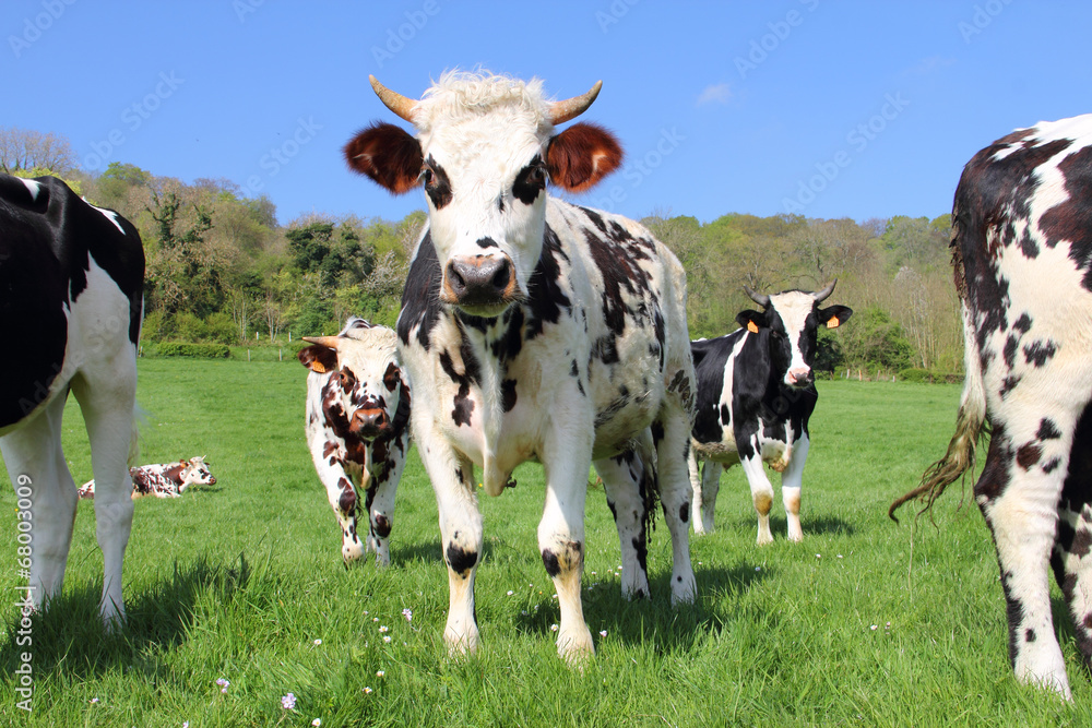 Cows on green field Cows on green field