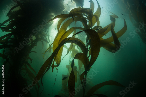 Forest of Giant Kelp #68003654