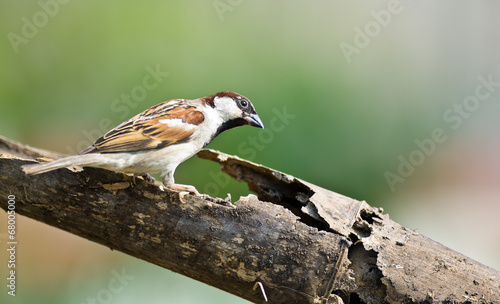 House Sparrow male on nature background ,thailand © suradech