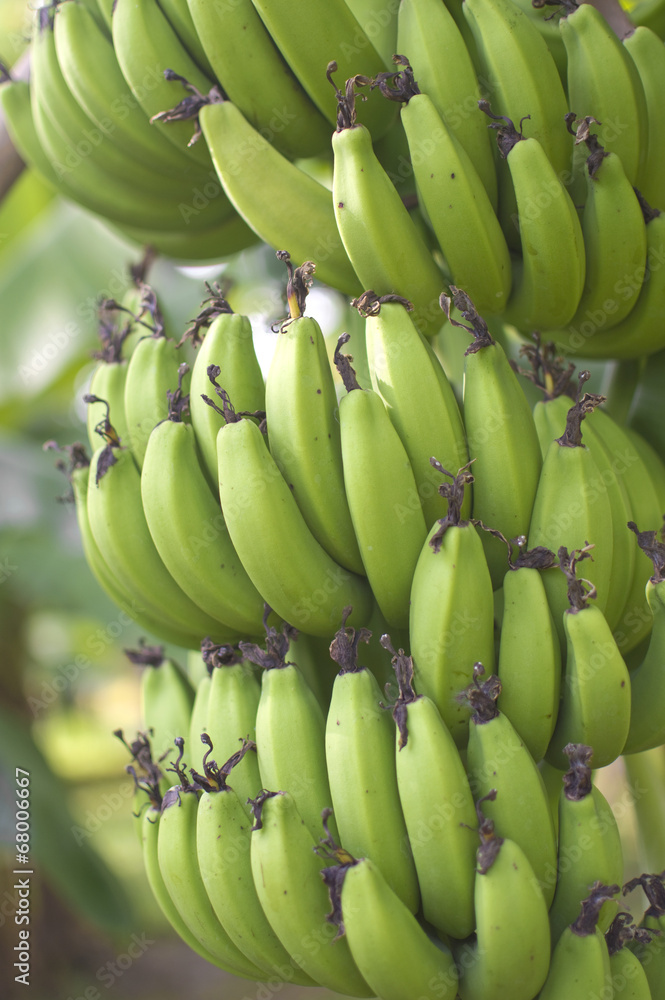 Green bananas Growing on the tree Green bananas Growing on the tree
