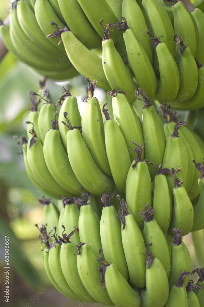 Green bananas Growing on the tree