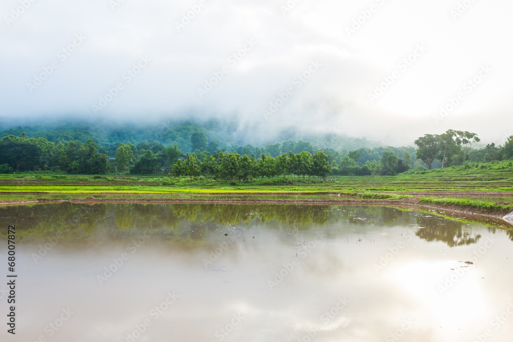 tree in rice field fog and mountain tree in rice field fog and mountain
