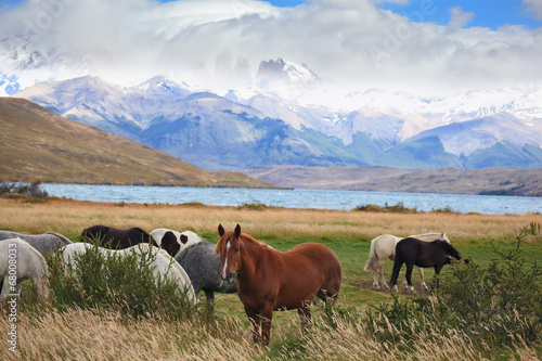 Fototapeta Naklejka Na Ścianę i Meble -  The herd of magnificent horses is grazed