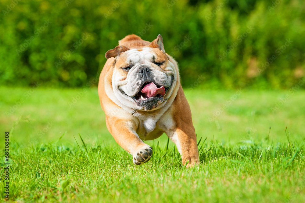 Φωτογραφία English bulldog running