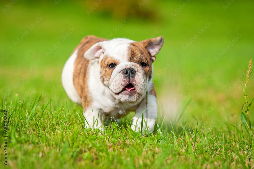 English bulldog puppy running