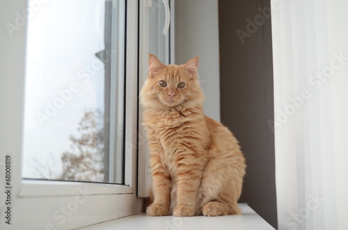 Orange cat