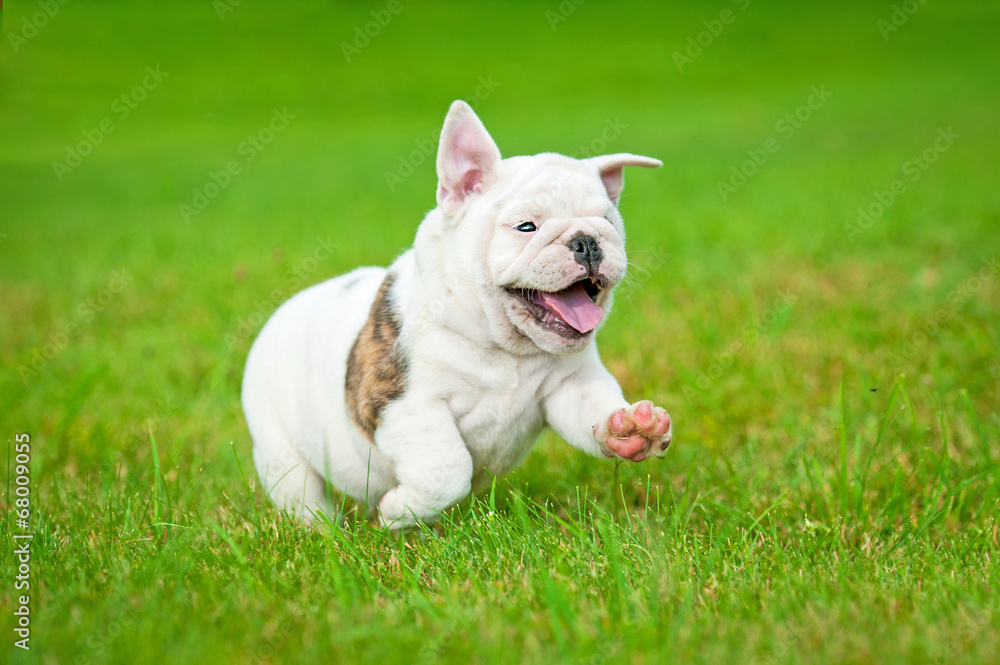 English bulldog puppy running