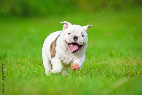 English bulldog puppy running photo