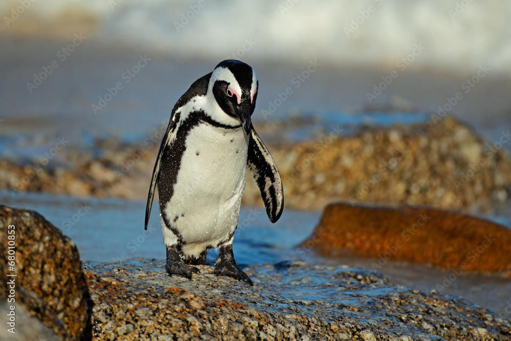 Fototapeta premium African penguin
