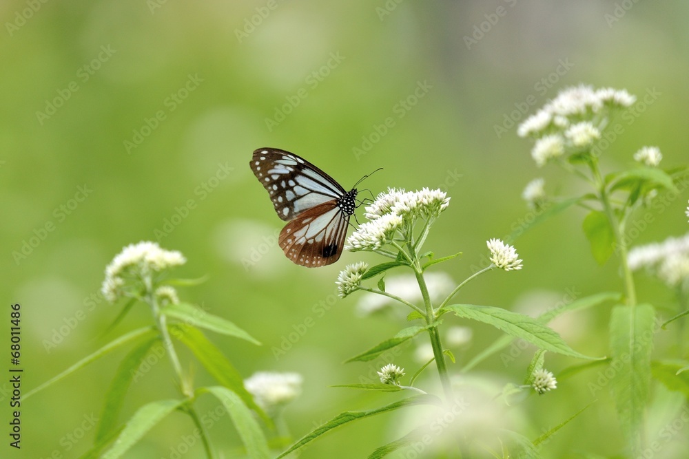 Obraz premium ヒヨドリバナに留まるアサギマダラ