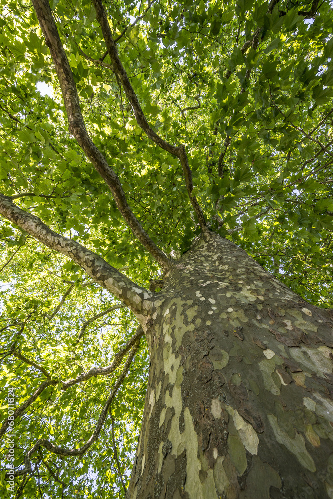 Fototapeta premium old tree - plane tree