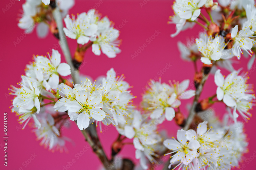 Fototapeta premium 桜