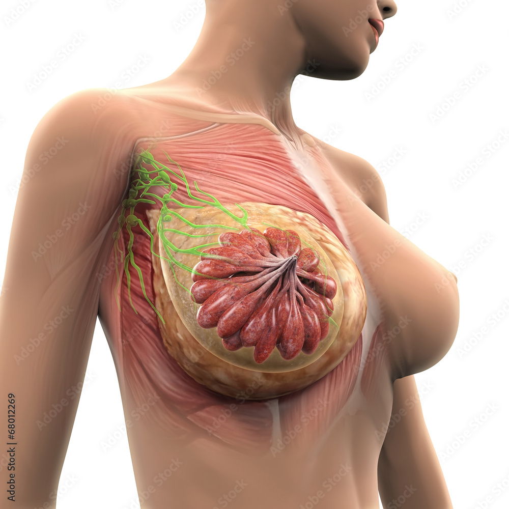 Female Breast Anatomy - obrazy, fototapety, plakaty 