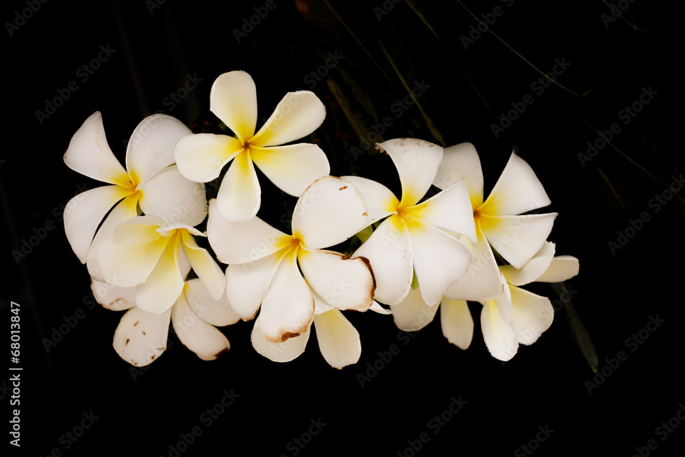 Fototapeta premium Tropical plumeria