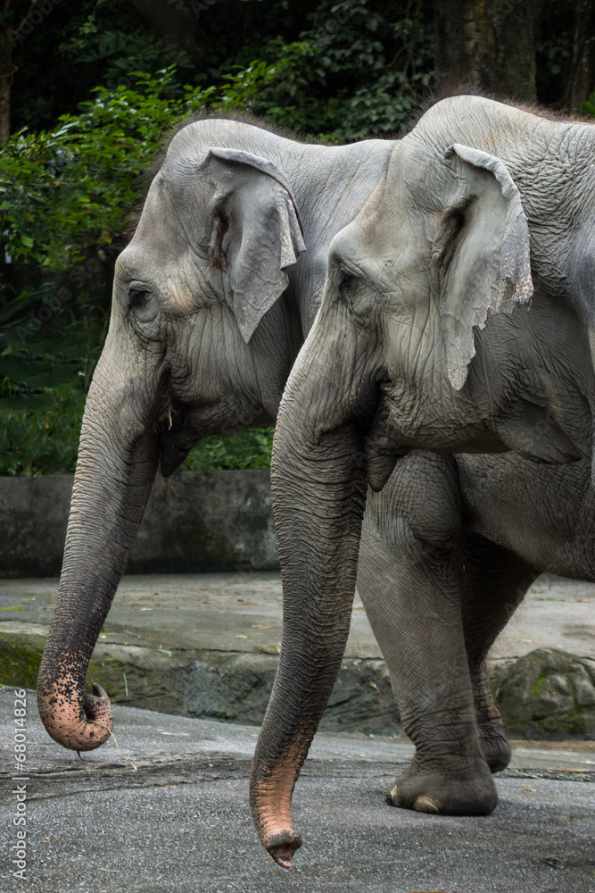 Fototapeta premium Closeup of two Asian/Asiatic elephants in a zoo