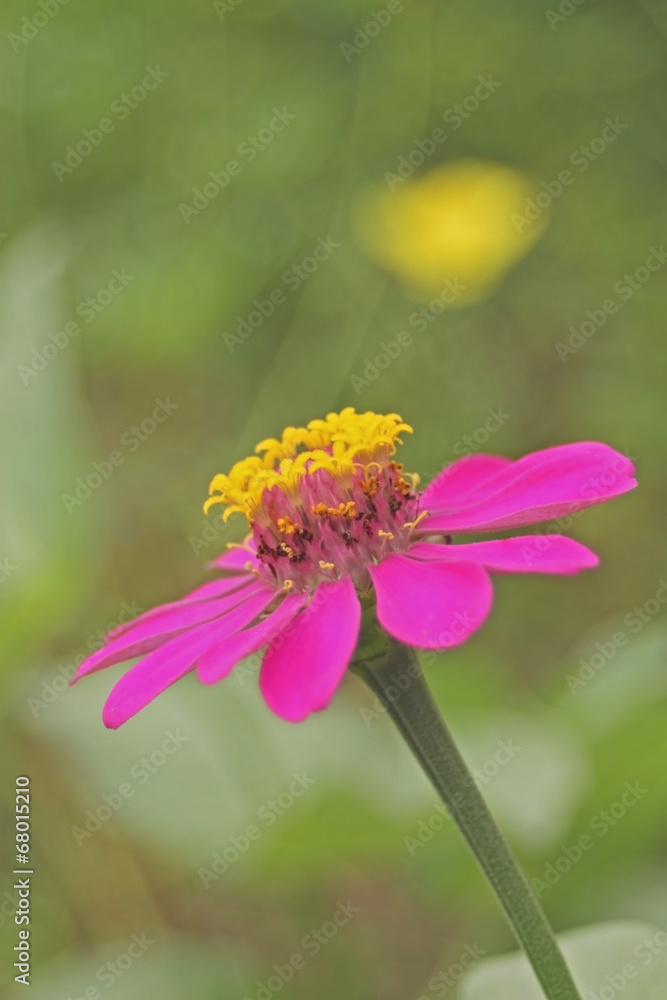 Kenikir flower' cosmos caucadus pink3 Kenikir flower' cosmos caucadus pink3